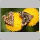 Anthophila fabriciana-Choreutidae sp - Spreizfluegelfalter 05a.jpg